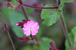 Red Campion flower, Oxfordshire, UK