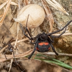 European Black Widow Spider (Latrodectus tredecimaguttatus