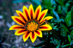 African Daisy Osteospermum fruticosum-1186