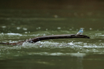 Mangrove Swallow perched in middle of Sarapiqui River, Costa Rica