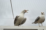 Common Gull
