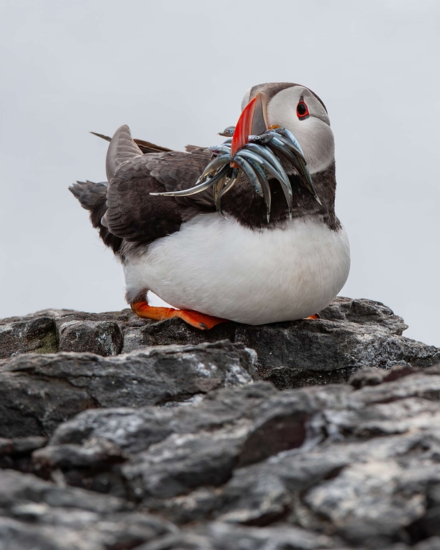 Puffin - Farne Islands