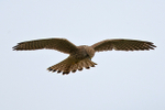 Kestrel hovering at Otmoor