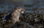 Otter - Lutra lutra