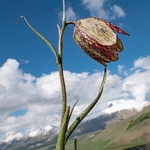 Mountain fritillary (Fritillaria montana ) 