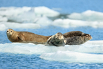 Common Seals resting on ice, Surprise Inlet, Alaska