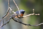 Common Redstart