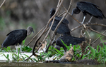 Black vulture on a carcass of caïman