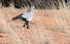 Secretary bird