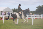 Class 26: Ridden Plaited Coloured Pony portfolio