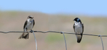Tree Swallow Pair