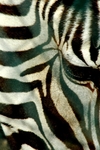 Striped