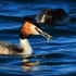 Great Crested Grebe with fish at Farmoor