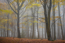 Woodland fog