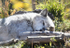 Sleeping Wolf