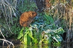 Water Vole
