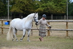 Class 4a Prettiest Mare 14.2hh and over portfolio