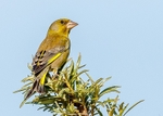 Greenfinch 1