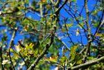 Migrant Hawker
