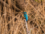 March 2023 - Kingfisher