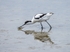 Avocet
