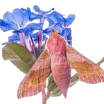 small elephant hawk (Deilephila porcellus)