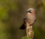 jay