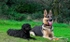 Tess & Gertie
