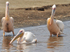 White pelicans.