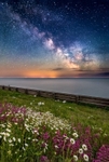 z4281 Valerian and Daisies under the Milky Way, Ventnor