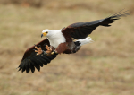 African Fish Eagle