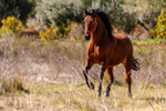 Horse-1776