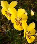 Mountain Pansies #03