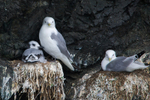 Black-legged Kittiwakes (adult & juvenile)