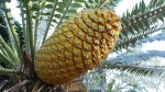 Cycad Cone-Sth Africa