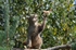 Scottish Wildcat