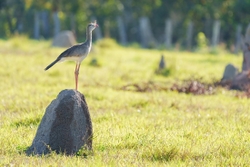bird on mound 1