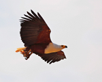 Close fly-past of an African Fish Eagle carrying a fish