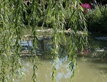 Monets Garden -7