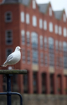 Black headed urban in Bristol _0027
