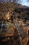 Mahseer Fishermans Treehouse.