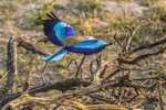 Lilac Breasted Roller Landing