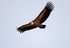 Griffon Vulture