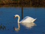 Mute Swan