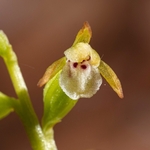 Coralroot (Corallorhiza trifida)