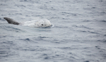 Risso's Dolphin, Pico Island, Azores