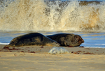 Atlantic Grey Seal