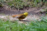 Yellowhammer