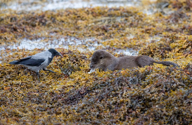 Hooded Crow - Isle of Mull - Scotland