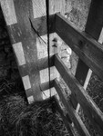 Day 43 - Gate Shadow
